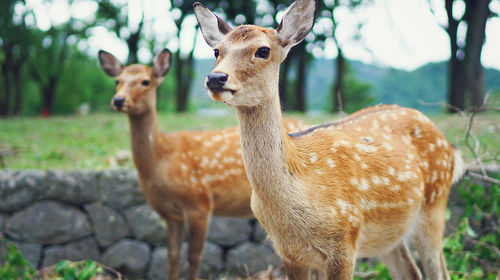 普洱國家公園犀牛坪景區(qū)一日游