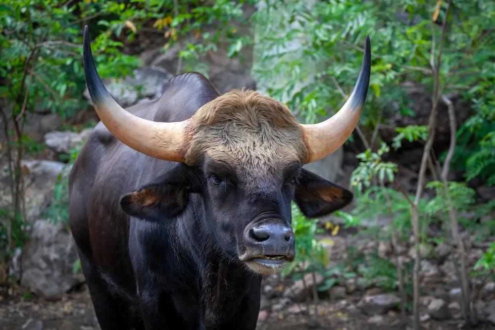 國家一級保護動物 印度野牛
