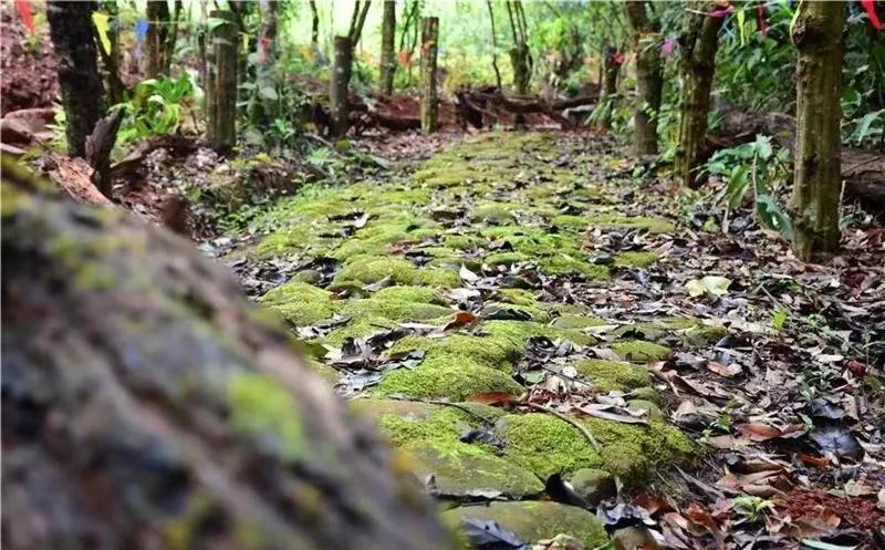 普洱特色團建，浪漫茶旅+美食精品兩日游經(jīng)典線路推薦
