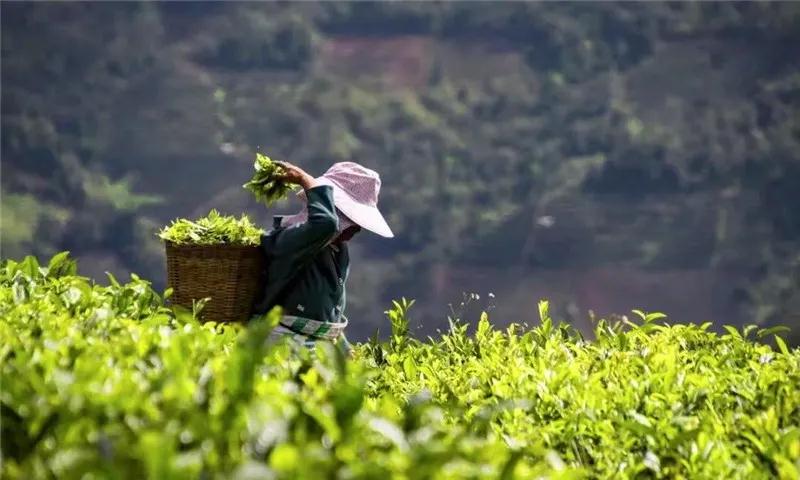 普洱特色團建，浪漫茶旅+美食精品兩日游經(jīng)典線路推薦