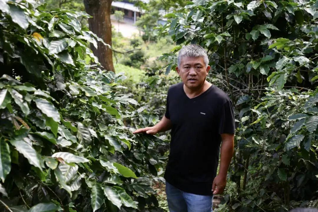 普洱特色團建：普洱小凹子咖啡莊園