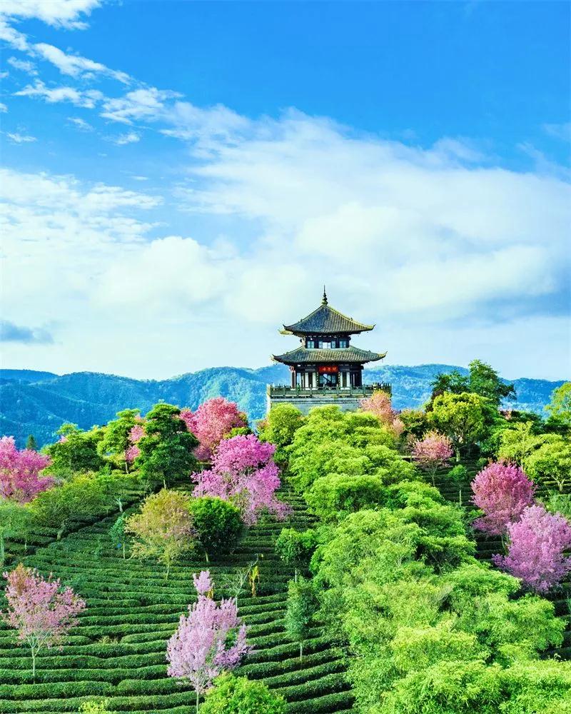 中華普洱茶博覽苑櫻花盛開(kāi)