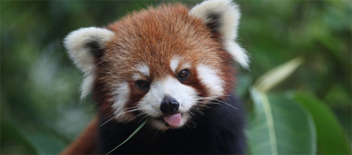 普洱小熊貓莊園