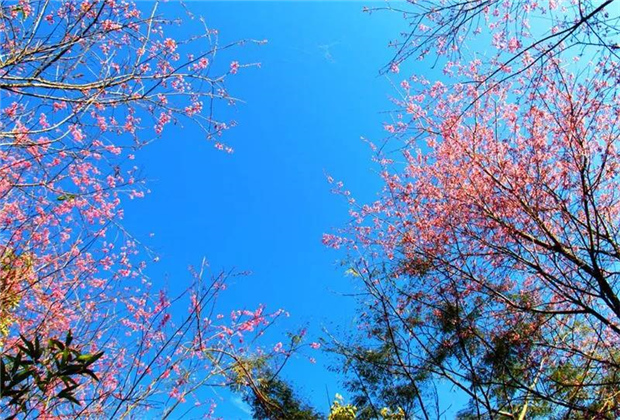 普洱旅游：普洱的櫻花正盛開，映紅了藍(lán)天，映紅了森林……